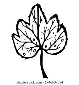 Hand drawn doodle illustration. Botanical engraving. Vector illustration with isolated single leaf on the white. Leaf decorative element.