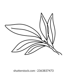 Handgezeichnete doodle Illustrationen von Olivenzweigen einzeln auf weißem Hintergrund.