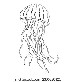 Hand drawn doodle jellyfish. Vector illustration. Hand drawn jellyfish. Vector illustration. Sea collection. Vector of jellyfish design on a white background. Easy editable layered vector illustration