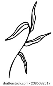 Hand drawn doodle leaf. Black sketch isolated on white background