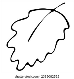 Hand drawn doodle leaf. Black sketch isolated on white background
