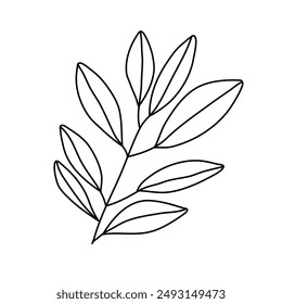 Hand drawn doodle leaf isolated on white background. Simple doodle style.