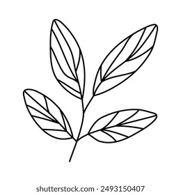 Hand drawn doodle leaf isolated on white background. Simple doodle style.