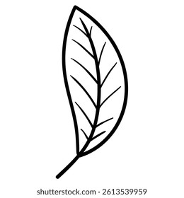 Hand drawn doodle leaf isolated on a white background. Vector illustration.