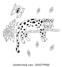 Hand drawn doodle leopard sleeps on branch. Outline jungle animals. Coloring page for children. Vector illustration.