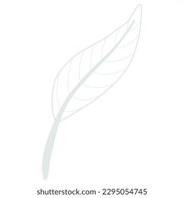 Hand Drawn Doodle Line Art Leaf 