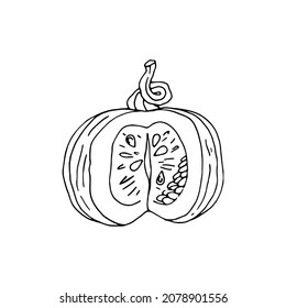 Hand drawn doodle monochrome pumpkin isolated on white background.
