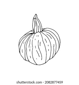 Hand drawn doodle monochrome pumpkin isolated on white background.