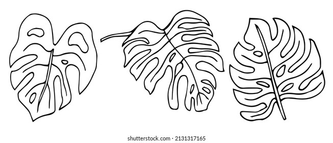 Hand drawn doodle monstera tropical leaf icon on white background Vector illustration. Rainforest symbol collection Cartoon sketch element: greenery Philodendron Hawaiian Safari Rain Forest Palm Leave