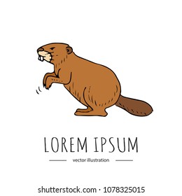 Hand drawn doodle North American swamp beaver  icon Vector illustration isolated on white background canadian symbol, Cartoon animal element, Drawing of mammal rodent with big incisors and broad tail