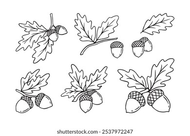 Desenhado à mão rabiscar carvalho folhas bolotas ícone conjunto. folha, bolota de um carvalho. Contorno de desenho de uma bolota. . Ilustração vetorial