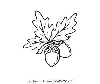 Hand drawn doodle oak leaves acorns icon. leaf, acorn of an oak tree. Outline drawing an acorn. . Vector illustration