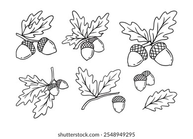 Desenhado à mão rabiscar carvalho folhas bolotas ícone conjunto. folha, bolota de um carvalho. Contorno de desenho de uma bolota. . Ilustração vetorial