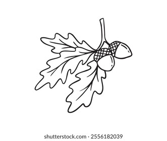 Hand drawn doodle oak leaves acorns icon. leaf, acorn of an oak tree. Outline drawing an acorn. . Vector illustration