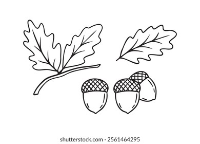 Hand drawn doodle oak leaves acorns icon. leaf, acorn of an oak tree. Outline drawing an acorn. . Vector illustration