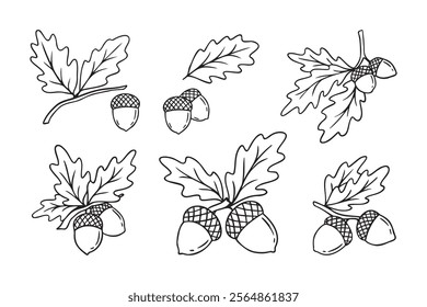 Hand drawn doodle oak leaves acorns icon set. leaf, acorn of an oak tree. Outline drawing an acorn. . Vector illustration