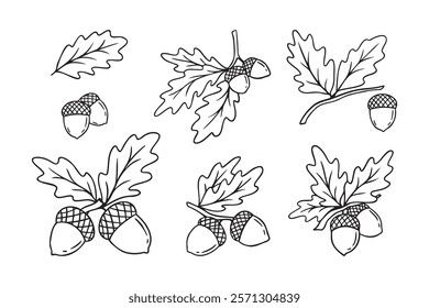 Hand drawn doodle oak leaves acorns icon set. leaf, acorn of an oak tree. Outline drawing an acorn. . Vector illustration