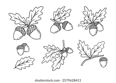 Hand drawn doodle oak leaves acorns icon set. leaf, acorn of an oak tree. Outline drawing an acorn. . Vector illustration