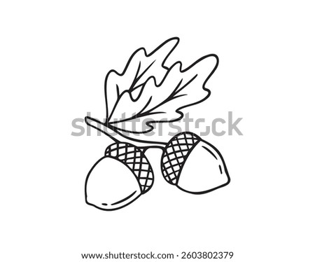 Hand drawn doodle oak leaves acorns icon. leaf, acorn of an oak tree. Outline drawing an acorn. . Vector illustration