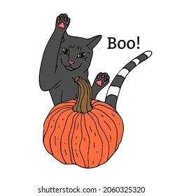 Hand drawn doodle orange pumpkin and a cat jumping from behind. Funny halloween clipart isolated on white background.