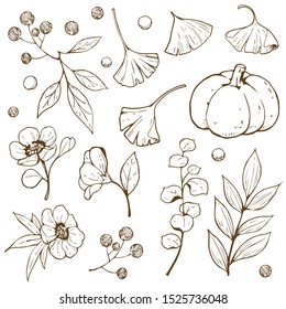 Hand drawn doodle and outline accessory autumn nature such as leaves, flower, berry and pumpkin, object isolated on white background, vector illustration.