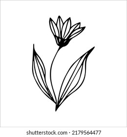 hand drawn doodle plant element for floral design concept