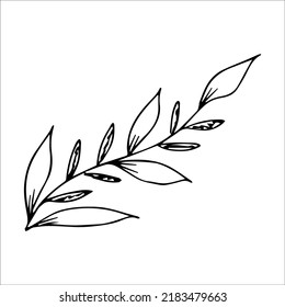 hand drawn doodle plant element for floral design concept