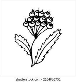 hand drawn doodle plant element for floral design concept