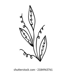 hand drawn doodle plant element for floral design concept