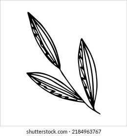 hand drawn doodle plant element for floral design concept