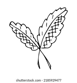 hand drawn doodle plant element for floral design concept