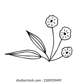 hand drawn doodle plant element for floral design concept