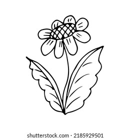 elemento de planta de doodle dibujado a mano para el concepto de diseño floral