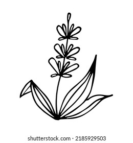elemento de planta de doodle dibujado a mano para el concepto de diseño floral