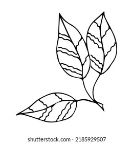hand drawn doodle plant element for floral design concept