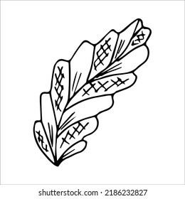 hand drawn doodle plant element for floral design concept