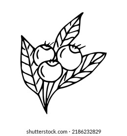 hand drawn doodle plant element for floral design concept