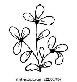 hand drawn doodle plant element for floral design concept