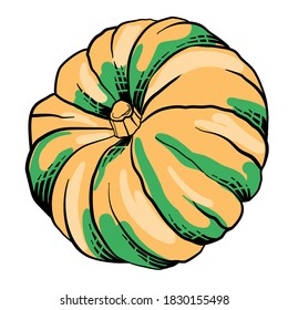 Hand drawn Doodle pumpkin isolated on white background. Linear art of healthy organic vegetable in cartoon style. Vector illustration for menu, farmers markets, print. Engraving vegatable. Detailed