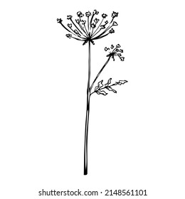 Hand drawn doodle queen anne's lace. Vector wildflower sketch. Plant in realistic style. Outline.