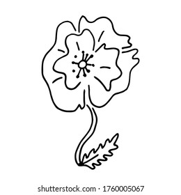 Hand drawn doodle  red poppy in blck and white style. Poppy flowers ornamental pattern, red poppy flower composition. Poppy flowers red nature cute blossom.