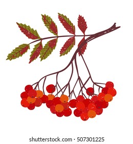 Hand drawn doodle rowan branch with berries isolated on white background. Vector illustration. 