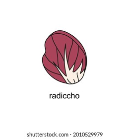 hand drawn doodle of salads with the title. radiccho. isolated vector illustration doodle on white background