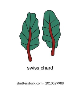 hand drawn doodle of salads with the title. swiss chard. isolated vector illustration doodle on white background