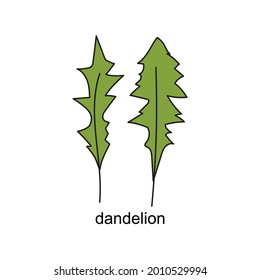 doodle de ensaladas dibujado a mano con el título. dandelion. doodle de ilustraciones vectoriales aisladas sobre fondo blanco 