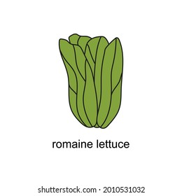 hand drawn doodle of salads with the title. romaine lettuce. isolated vector illustration doodle on white background
