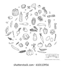 Hand drawn doodle seasonal vegetables icons set. Vector illustration. Carton food symbols collection. Isolated on white background. Sketchy style: tomato, potato, cabbage, squash, pepper, corn, carrot
