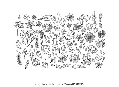 Hand drawn doodle set of flowers and plants. Sketch floral illustration.