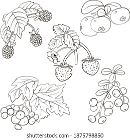 hand drawn doodle set of forest berries