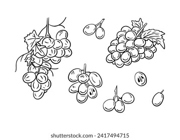 Hand drawn doodle set of grapes bunches. Sketchy black outline fruits on white background. Vector botanical illustration. Ideal for coloring pages, tattoo, pattern